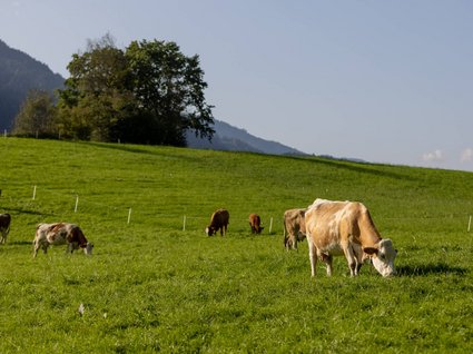 Appartements im Zillertal mit Herz Appartements im Zillertal mit Herz