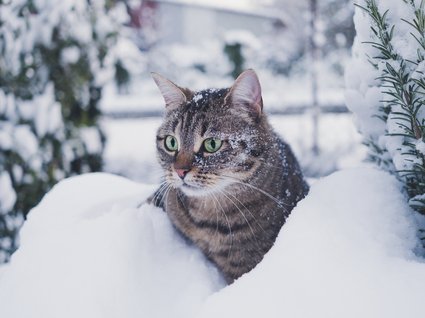 Appartements im Zillertal mit Herz Appartements im Zillertal mit Herz